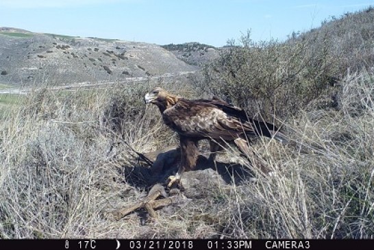 Cazadores y conservacionistas comparten un proyecto de investigación sobre águilas y corzos