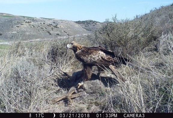 Cazadores y conservacionistas comparten un proyecto de investigación sobre águilas y corzos