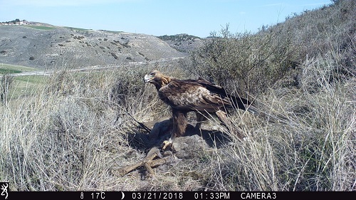 Cazadores y conservacionistas comparten un proyecto de investigación sobre águilas y corzos