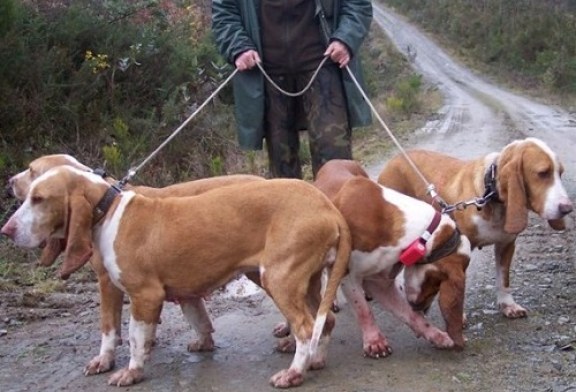 Los cazadores podrán hacer batidas de jabalí preventivas