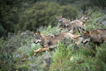 Artemisan defiende Estrategia Nacional Conservación del Lobo