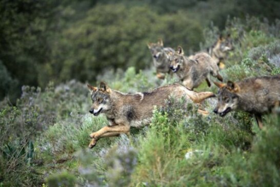 Artemisan defiende Estrategia Nacional Conservación del Lobo