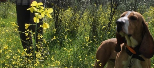 La ONC muestra su apoyo al sector de la caza con perros, atacado injustamente en base a datos falsos