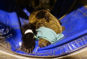 Caza y conservación del oso son compatibles