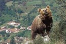 Agradecimiento por mis posts sobre el oso pardo