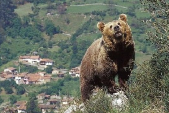 Un palentino asegura haber sido atacado por un oso