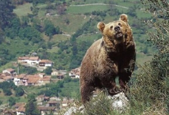 Un palentino asegura haber sido atacado por un oso