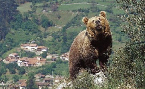 Un palentino asegura haber sido atacado por un oso