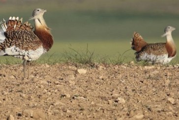 La PAC entra en conflicto con la conservación de la biodiversidad