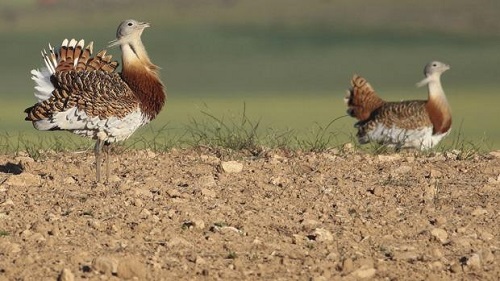 La PAC entra en conflicto con la conservación de la biodiversidad