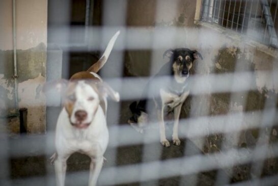 Juicio a veterinarios de una protectora de animales por eutanasias injustificadas