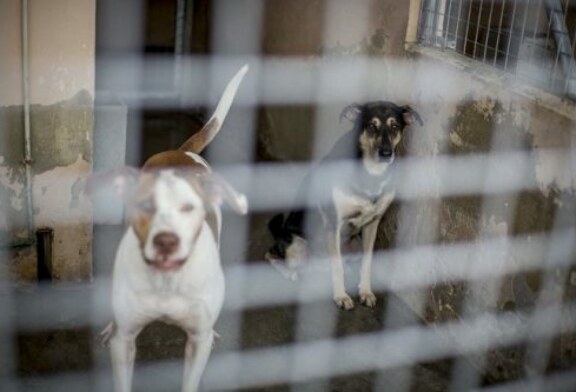 Juicio a veterinarios de una protectora de animales por eutanasias injustificadas