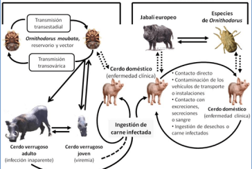 Mesa de trabajo en Alava sobre la Peste Porcina y la gestión de la población de jabalíes