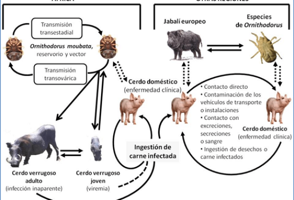 Mesa de trabajo en Alava sobre la Peste Porcina y la gestión de la población de jabalíes