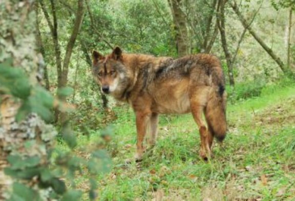 La RFEC se persona para defender el Plan de Gestión del Lobo en Cantabria