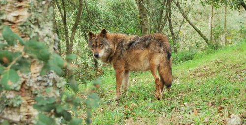 La RFEC se persona para defender el Plan de Gestión del Lobo en Cantabria