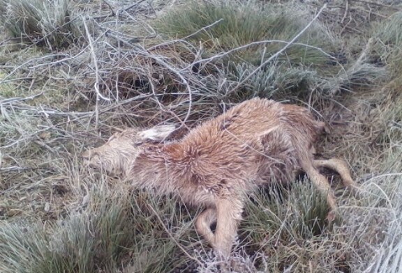 Mueren más de 25 ciervos en el parque de Salburua en Vitoria