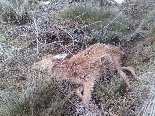 Mueren más de 25 ciervos en el parque de Salburua en Vitoria