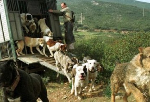 ARRECAL pide que se simplifique el nuevo RD de los centros de limpieza y desinfección de los vehículos dedicados al transporte de animales en carretera