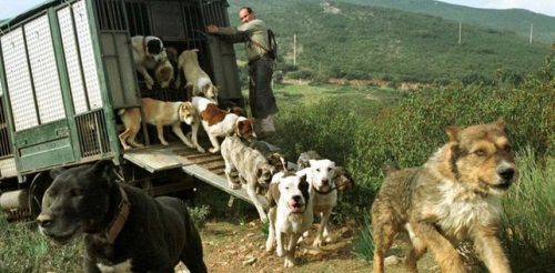 ARRECAL pide que se simplifique el nuevo RD de los centros de limpieza y desinfección de los vehículos dedicados al transporte de animales en carretera