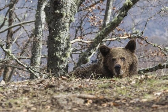 El oso Beato vuelve a su medio natural en Cantabria