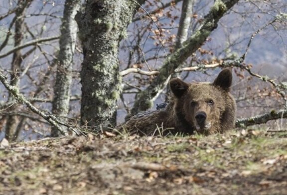 El oso Beato vuelve a su medio natural en Cantabria