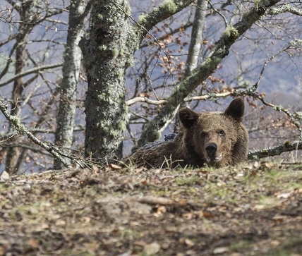 El oso Beato vuelve a su medio natural en Cantabria