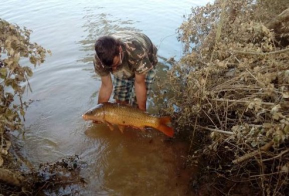 Los pescadores se organizan para salvar a las carpas encalladas en los campos inundados