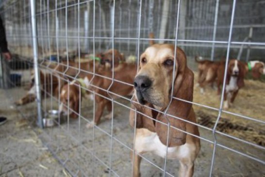 Animalistas boicotean feria de caza