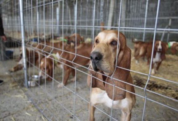 Animalistas boicotean feria de caza