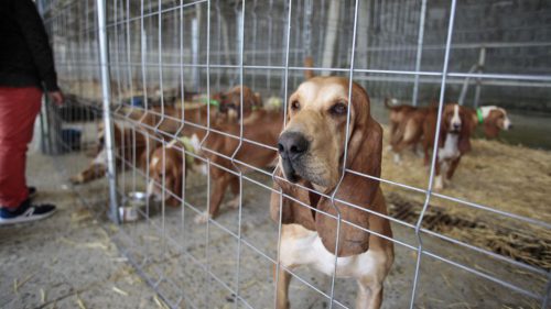 Animalistas boicotean feria de caza