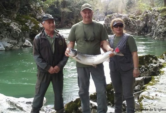 Campanu de Cantabria  pescado en el Coto de Puente Viesgo