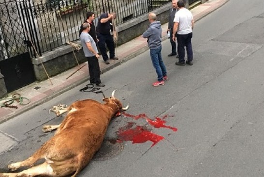 Ertzaina abate de un tiro un buey que escapó en Llodio y PACMA lo denuncia (+ vídeo captura)