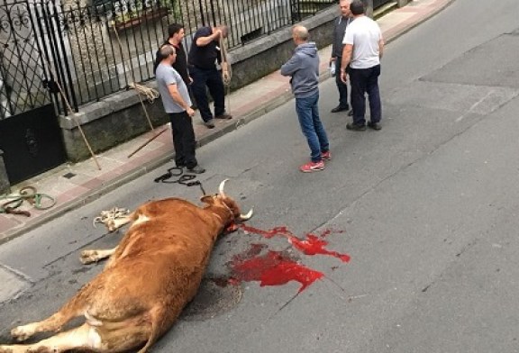 Ertzaina abate de un tiro un buey que escapó en Llodio y PACMA lo denuncia (+ vídeo captura)