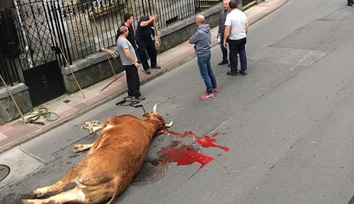 Ertzaina abate de un tiro un buey que escapó en Llodio y PACMA lo denuncia (+ vídeo captura)