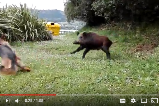 Los jabalíes invaden Urdaibai. ¿Curiosidad o peligro? (+ vídeo)