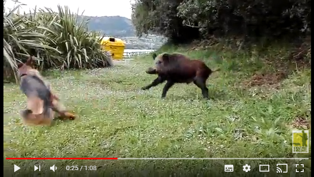 Los jabalíes invaden Urdaibai. ¿Curiosidad o peligro? (+ vídeo)