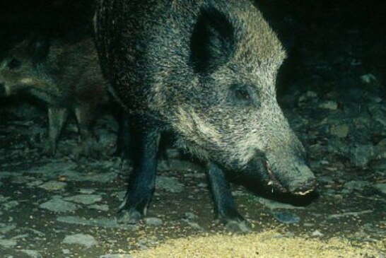 La peste Porcina Africana llega a Europa: Detectado foco en un jabalí en Hungría