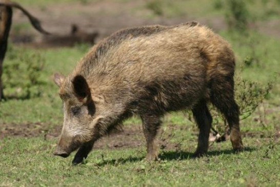 Muere un motorista tras chocar con un jabalí en La Roca del Vallès, Barcelona