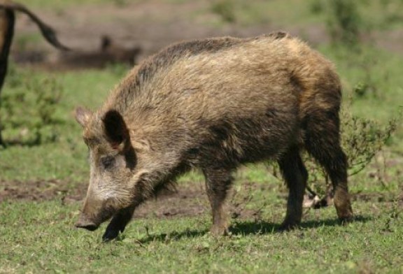 Muere un motorista tras chocar con un jabalí en La Roca del Vallès, Barcelona