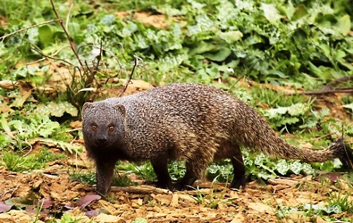 Un informe confirma los daños que causa el meloncillo en la fauna menor