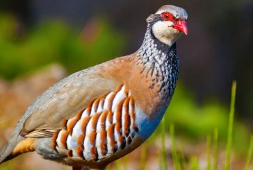 Dos cotos de Madrid se suman al proyecto RUFA para recuperar la población de perdiz roja y otras aves esteparias