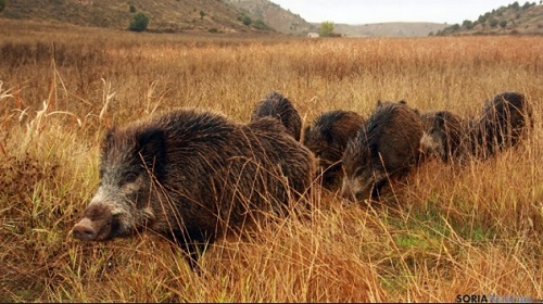 Francia refuerza las medidas frente a la peste porcina africana Peste-porcina-jabalies