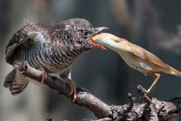 El «anunciador» de la primavera: Todo sobre el CUCO