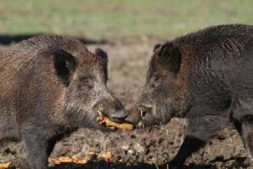 Cantabria. El incremento de la población de jabalíes es un problema que afecta a toda España