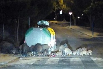 Jabalíes urbanitas. Un serio problema