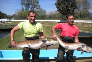 El río Tormes acoge hasta el domingo un encuentro en torno al salmón del Danubio