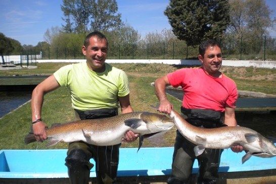 El río Tormes acoge hasta el domingo un encuentro en torno al salmón del Danubio