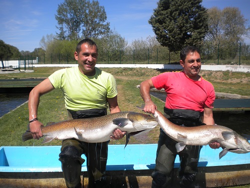 El río Tormes acoge hasta el domingo un encuentro en torno al salmón del Danubio