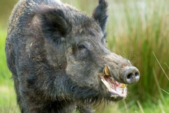 MÁXIMA ALERTA Y DIFUSIÓN cazadores. Detectados casos de peste porcina en Bélgica